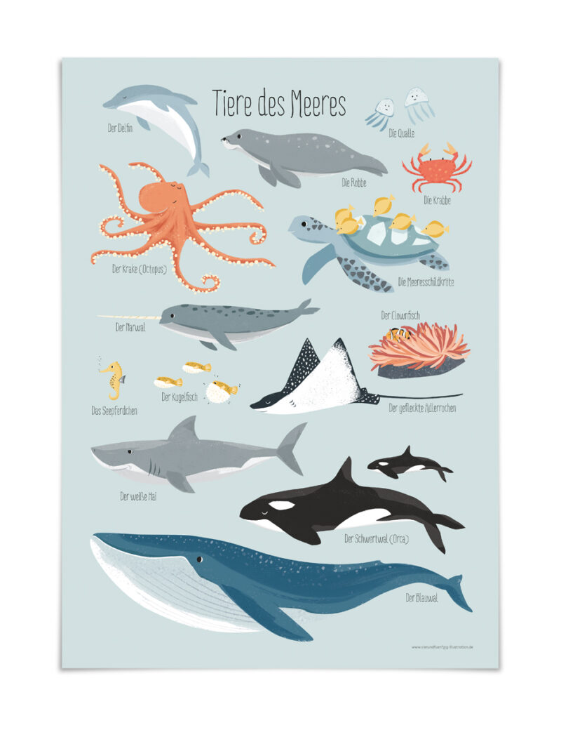 Poster "Tiere des Meeres" - DIN A3 – Bild 3