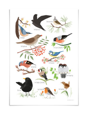 Vierundfünfzig Illustration - Poster A3 - Heimische Gartenvögel