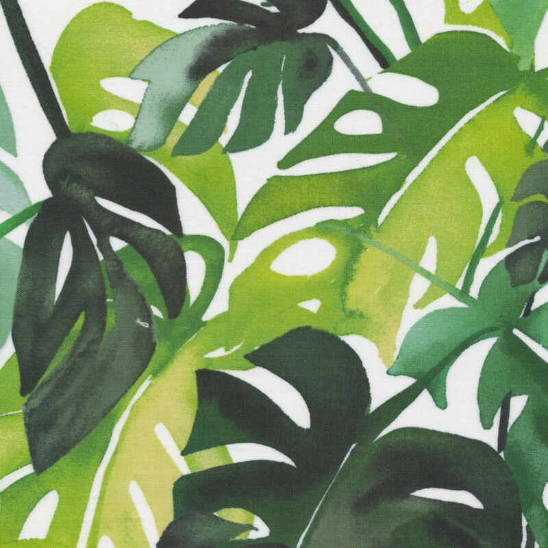 Cloud 9 - PHILODENDRON YAO CHENG - Laminates