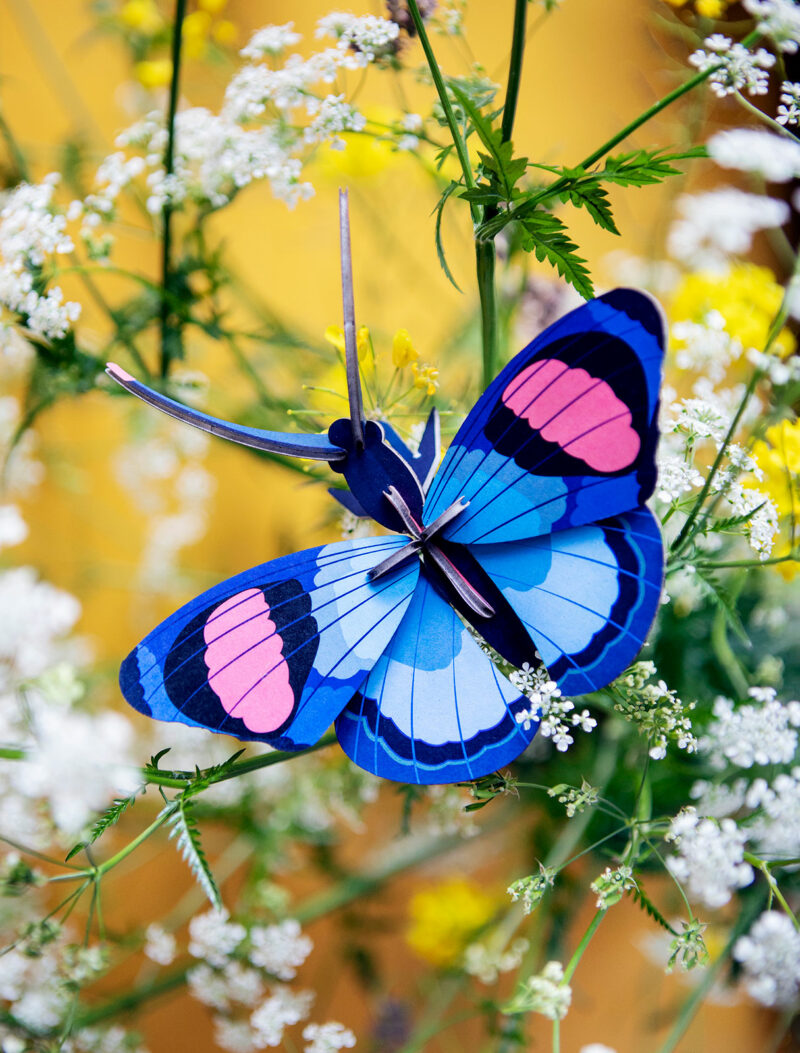 Studio Roof - peacock butterfly