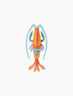 Studio ROOF - pomelo shrimp