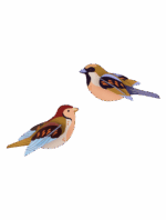 Studio ROOF - Sparrows